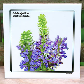 tile DS-152 Lobelia siphilitica 7086.jpg